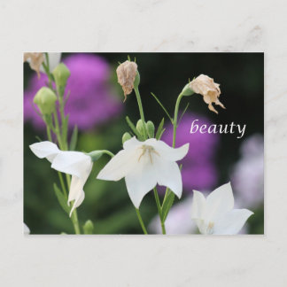 Carte Postale beauté