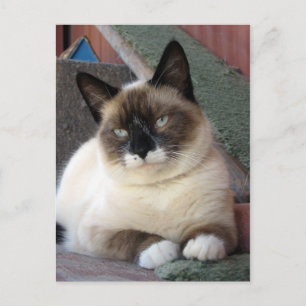 Carte Postale Beauté