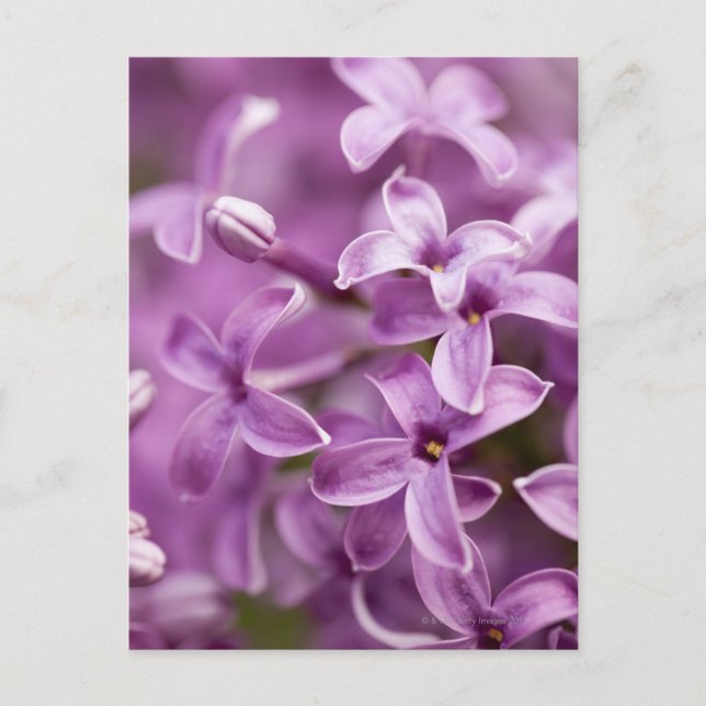 Carte Postale Beauté dans la nature - Purple Lilac (Devant)