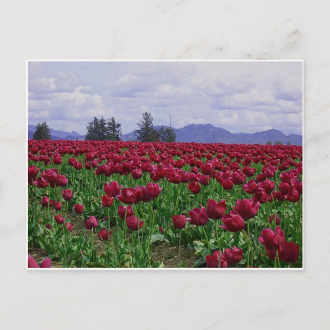 Carte Postale Beauté de vallée de Skagit (Devant)