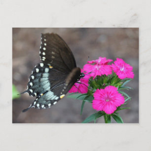 Carte Postale Beauté des papillons
