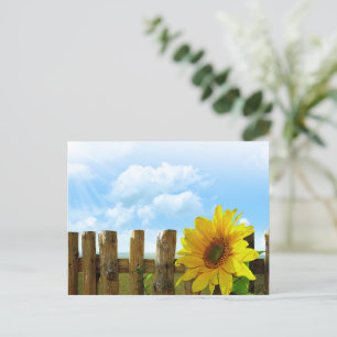 Carte Postale Beauté des tournesols