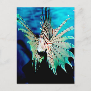 Carte Postale Beauté du poisson Lion