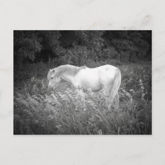 Carte Postale Beauté en noir et blanc