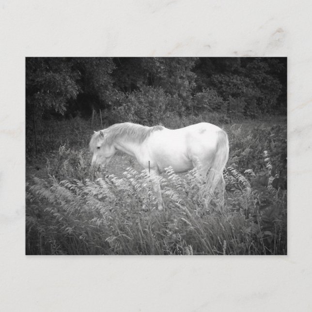 Carte Postale Beauté en noir et blanc (Devant)