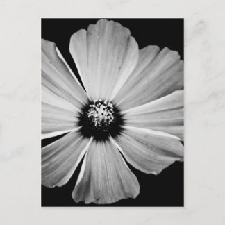 Carte Postale Beauté en noir et blanc