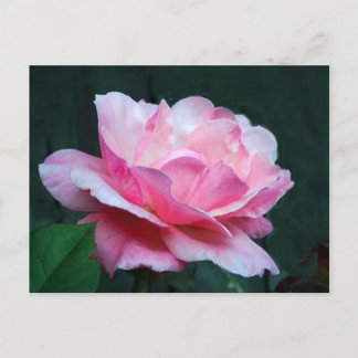 Carte Postale beauté mature