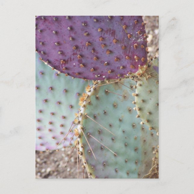 Carte Postale Beauté Naturelle...Magnifique Cactus Couleurs... (Devant)