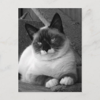 Carte Postale Beauté (noir et blanc)