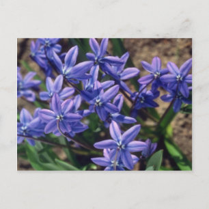 Carte Postale Beauté printanière, (Scilla Sibirica) fleurs