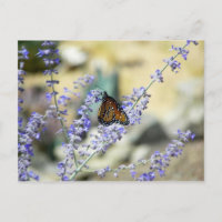 Beautés jardins (araignées aussi dans le mur de co