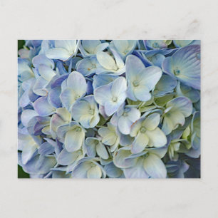 Carte Postale Beautiful Blue Hydrangea Flowers