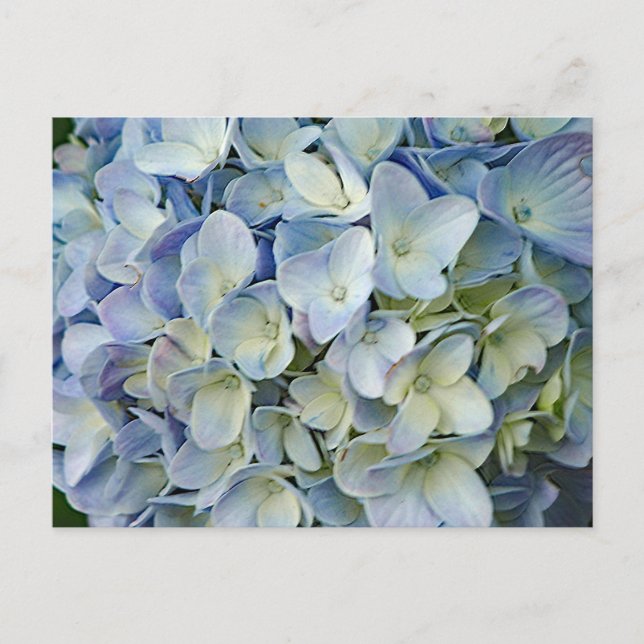 Carte Postale Beautiful Blue Hydrangea Flowers (Devant)