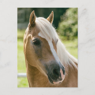 Carte Postale Beautiful haflinger horse
