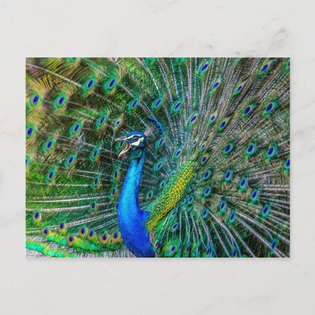 Carte Postale Beautiful Peacock avec ses Plumes de Queue Open (Devant)