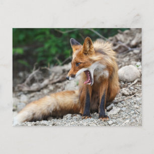 Carte Postale Beautiful red fox with wide open mouth