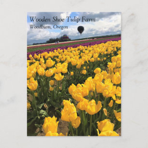 Carte Postale Beautiful Tulip Field avec Hot Air Balloon, Oregon