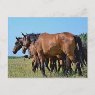Carte Postale Beaux Chevaux de Baie