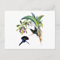 Beaux colibris et orchidées pourpres