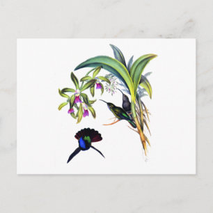 Carte Postale Beaux colibris et orchidées pourpres