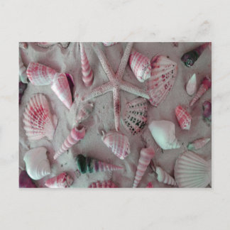 Carte Postale Beaux coquillages