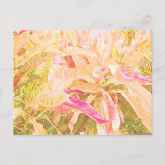 Carte Postale Beaux feuilles de croton (1)