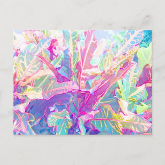 Carte Postale Beaux feuilles de croton (2)