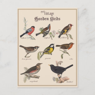 Carte Postale Beaux oiseaux de jardin Vintages