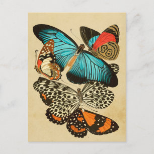 Carte Postale Beaux papillons de jardin vintage