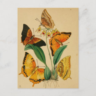 Carte Postale Beaux papillons de jardin vintage