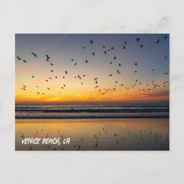 Carte Postale Beaux pélicans au coucher du soleil - Venice Beach (Devant)