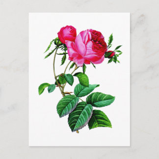 Carte Postale Beaux Roses de choux rouges par Redoute