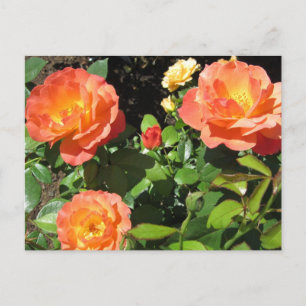 Carte Postale Beaux rosiers coraux