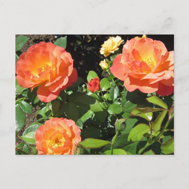 Carte Postale Beaux rosiers coraux (Devant)