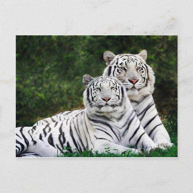 Carte Postale Beaux tigres blancs (Devant)