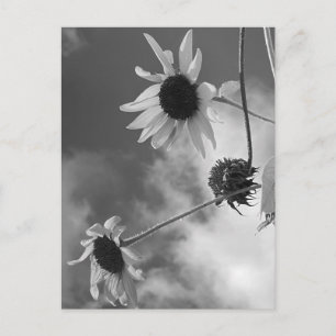 Carte Postale Beaux Tournesols en Noir et Blanc