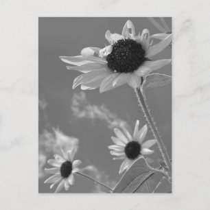 Carte Postale Beaux Tournesols en Noir et Blanc