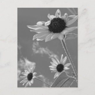 Carte Postale Beaux Tournesols en Noir et Blanc