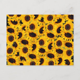 Carte Postale Beaux Tournesols Vibrants Nature Floral Prints