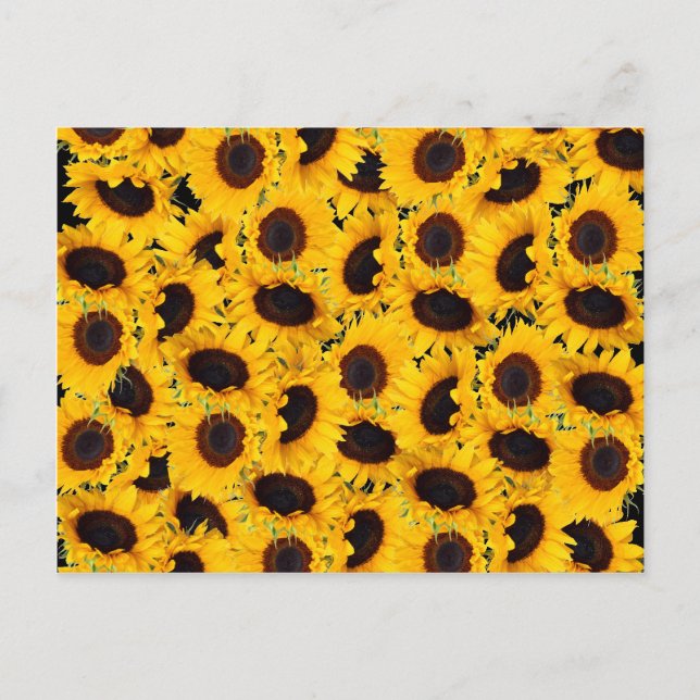 Carte Postale Beaux Tournesols Vibrants Nature Floral Prints (Devant)