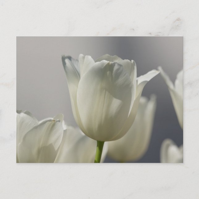 Carte Postale Beaux Tulipes Blanches de Printemps (Devant)