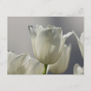 Carte Postale Beaux Tulipes Blancs de Printemps