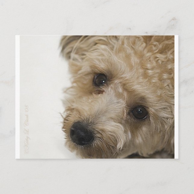 Carte Postale Beaux yeux d'un chiot de Yorkie Poo (Devant)