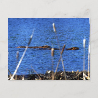 Carte postale Beaver