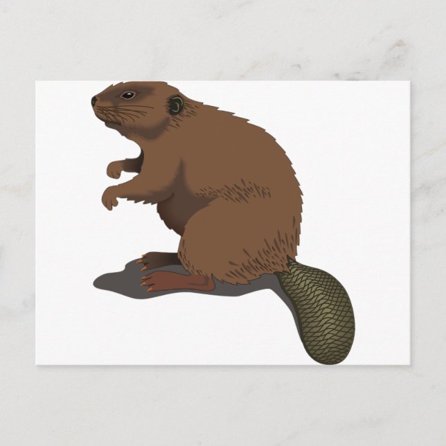 Carte Postale Beaver (Devant)
