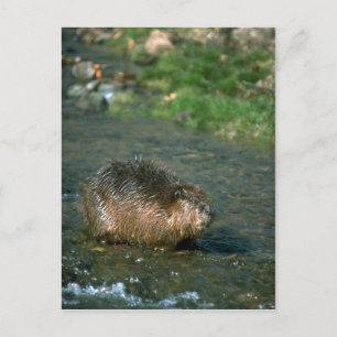 Carte Postale Beaver