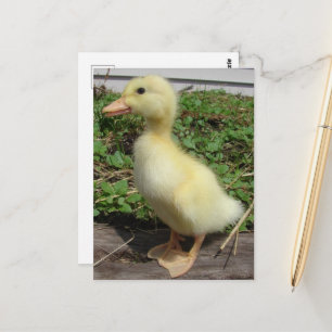 Carte Postale Bébé adorable canard dans le pays Photographie
