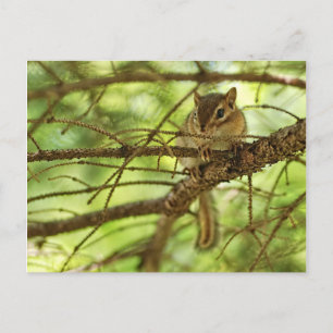 Carte Postale Bébé adorable Chipmunk Caché dans un arbre à pin