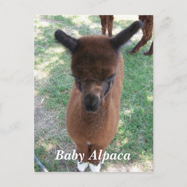 Carte Postale Bébé Alpaca Gena (Devant)