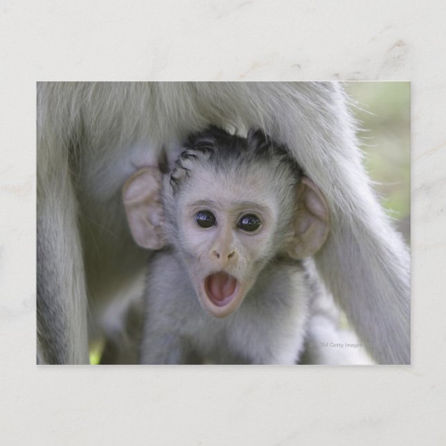 Carte Postale Bébé babouin sous sa mère (Devant)